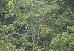 Guyane